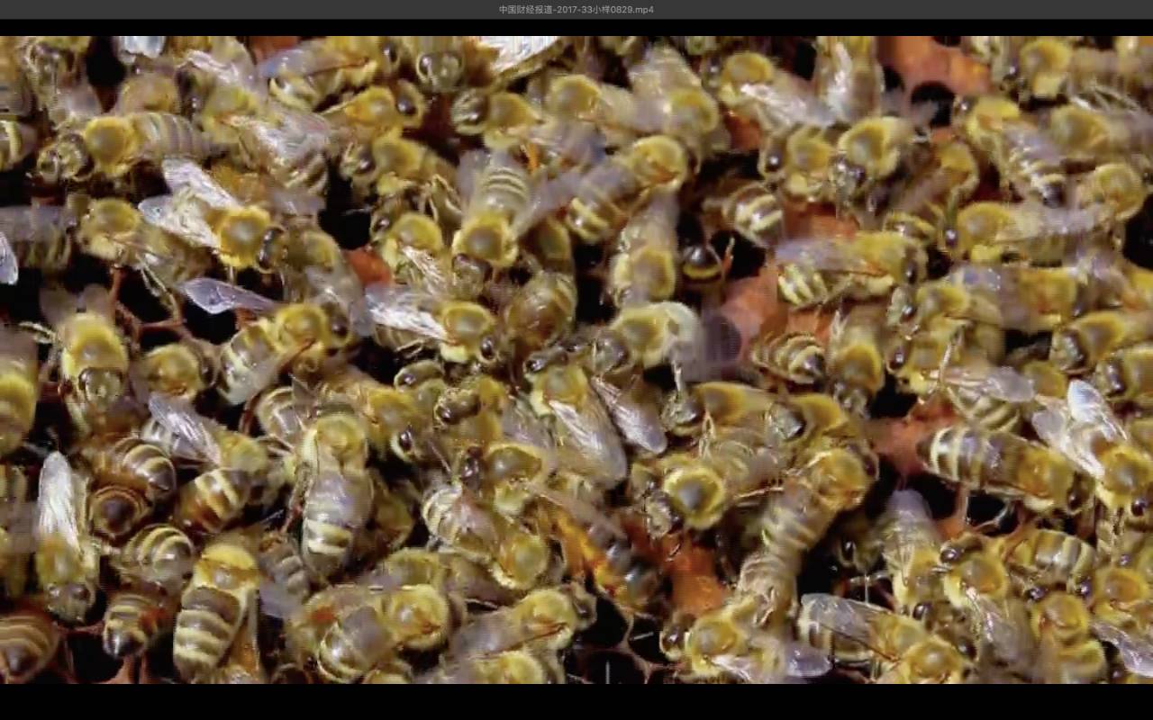 【独家】这群蜜蜂中的精锐部队,责任重大!
