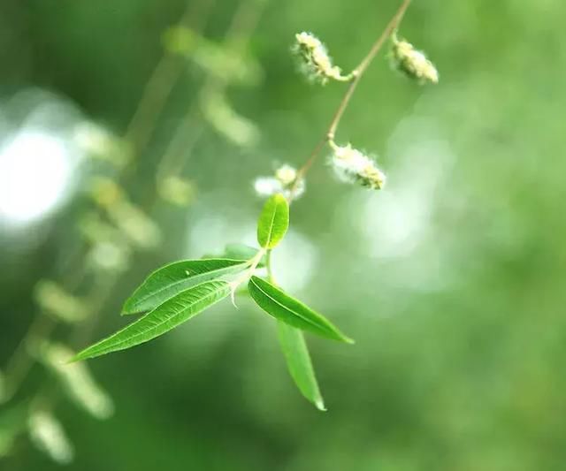 九首诗词说杨花,千娇百态蕴思情