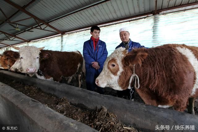 养牛最忌讳什么?养牛户快看看吧!