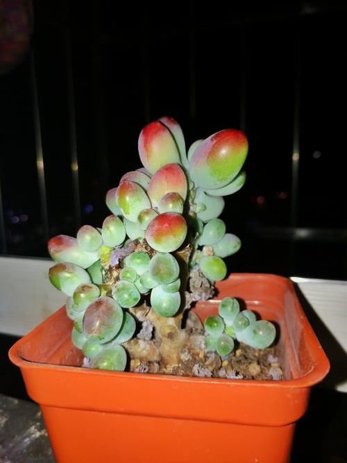 想要夏天入手多肉,大桩与幼苗该如何选择?不怕