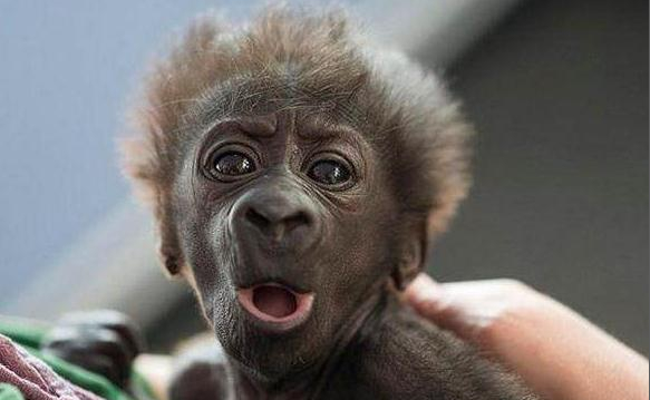 在最后出院时,小猩猩一直抓着医护人员的衣服,不肯撒手,在场人员都被