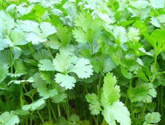 农业技术:夏季香菜该如何种植?香菜如何延长采