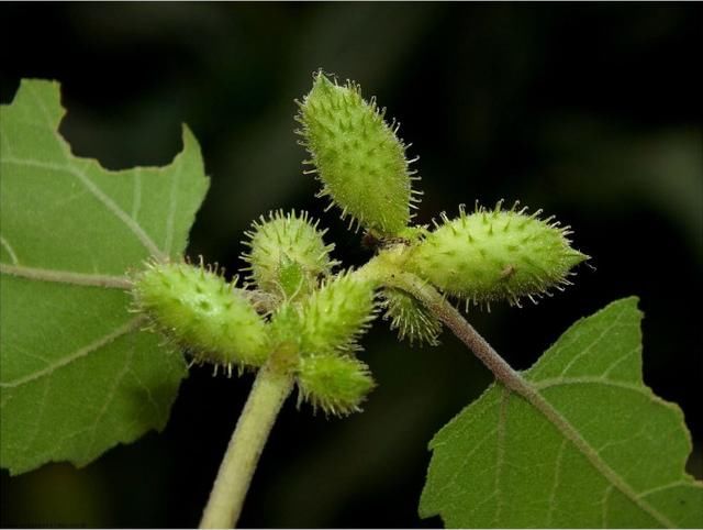 这种野草的叶子十分宽大,呈三角形,有锯齿状,类似于葫芦的叶子,叶上满
