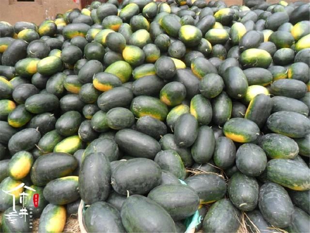 如何挑选一个好的西瓜,看瓜蒂,分公母,光拍打听