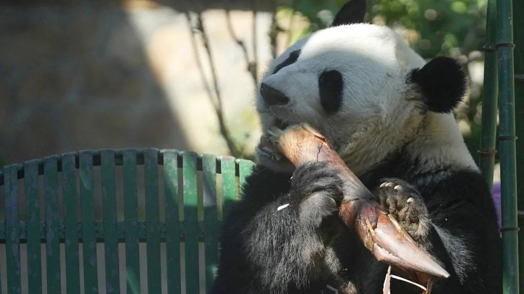 “西直门三太子”假期荡秋千吃笋,表情亮了! “西直门三太子”假期荡秋千吃笋,表情亮了!