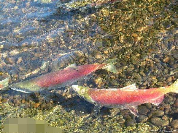 男子钓到罕见全身通红怪鱼,父亲看到后却要求立马放掉.