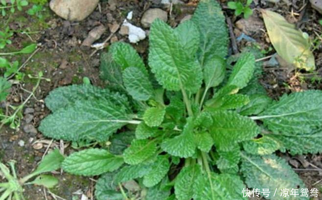 咽喉肿痛痰多难受!用此草泡水喝,咳嗽不咳,胜过