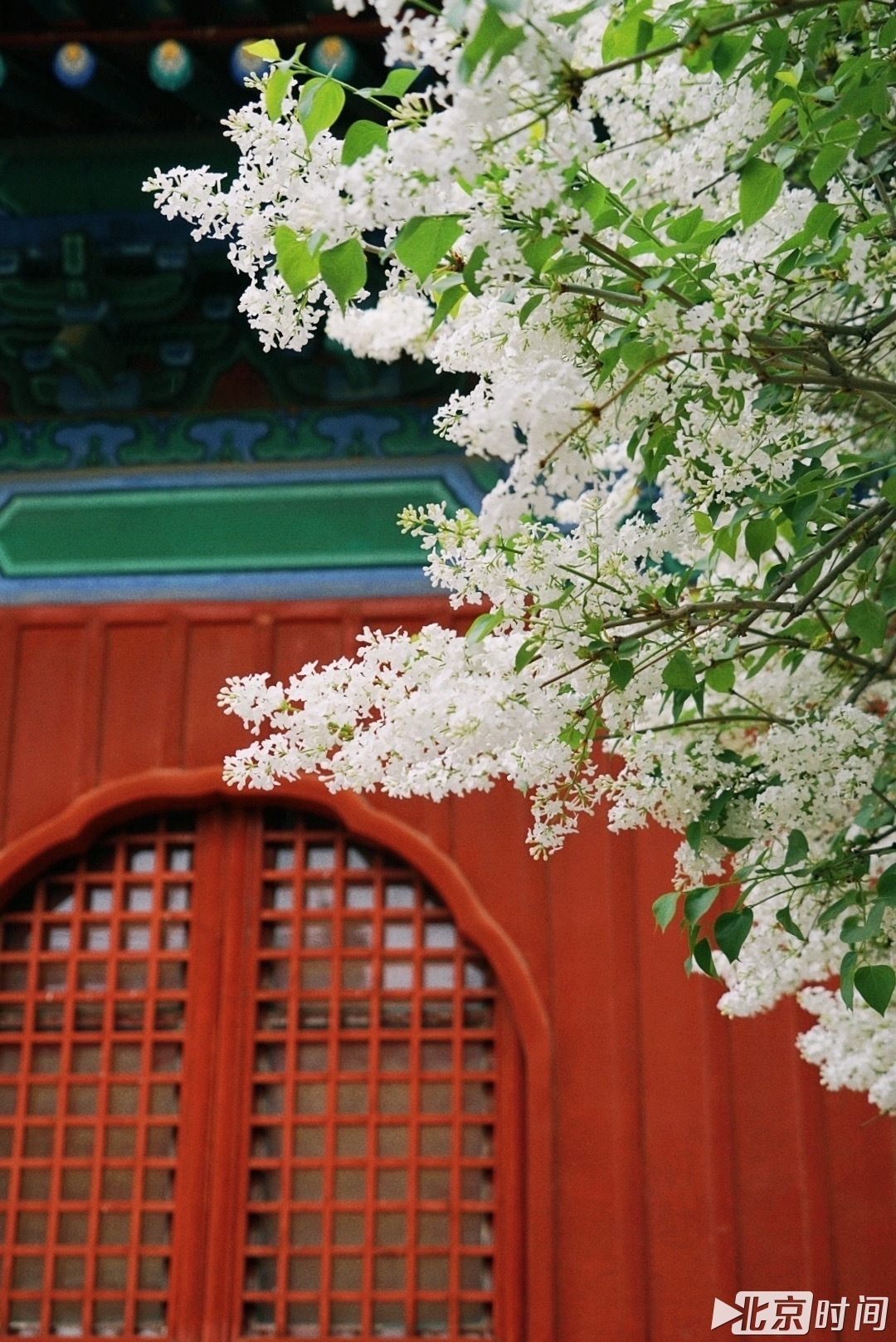 春日“大片”来自北京时间网友 @angela喵喵