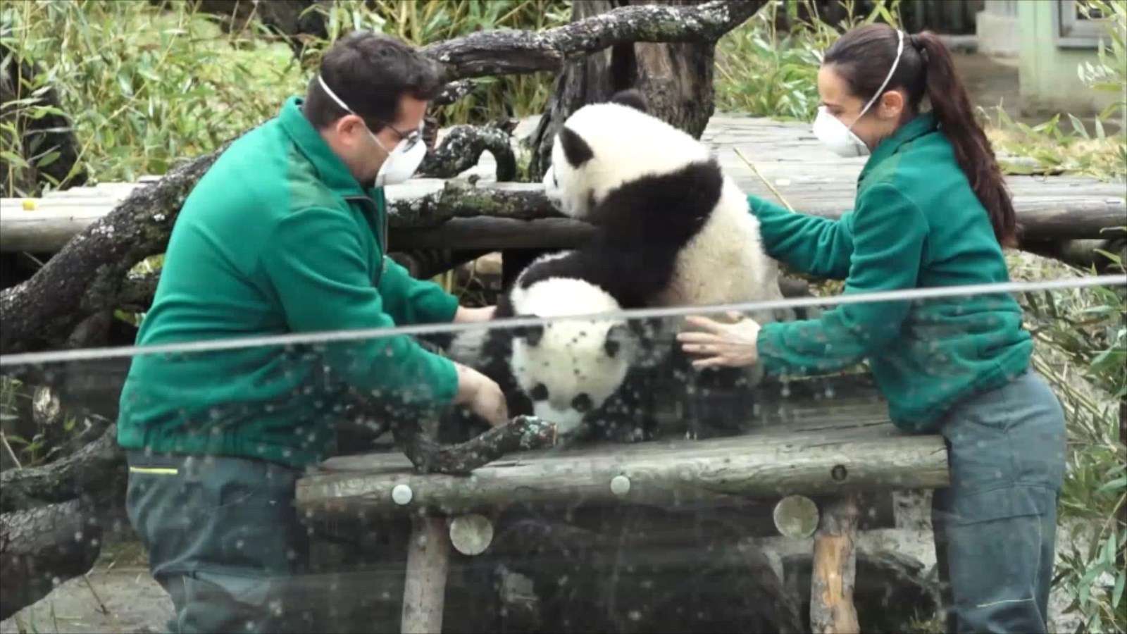 马德里动物园大熊猫双胞胎首亮相 马德里动物园大熊猫双胞胎首亮相