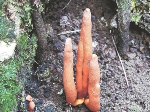 日本冒出世界最毒茸 民众谨记勿摸勿食用 日本冒出世界最毒茸 民众谨记勿摸勿食用