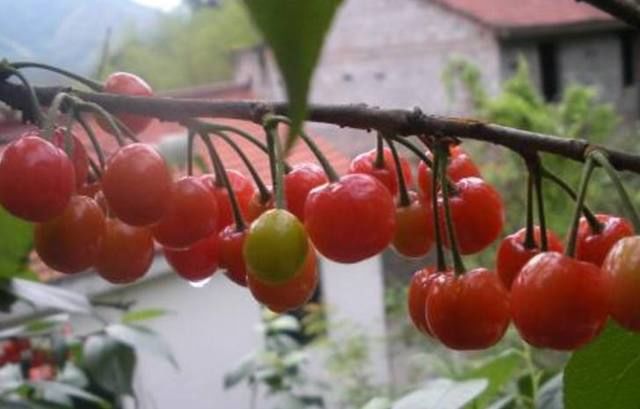 女人痛经怎么办?多吃这3种水果,暖宫排毒,缓解