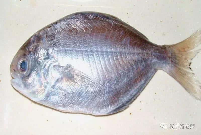 食鱼知味:澄海人的食鱼经
