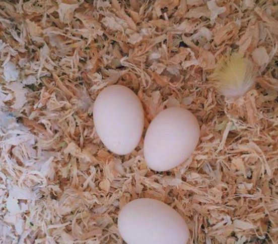 农村大爷在山上捡回来的鸡蛋,孵化出的东西,惊呆了众人