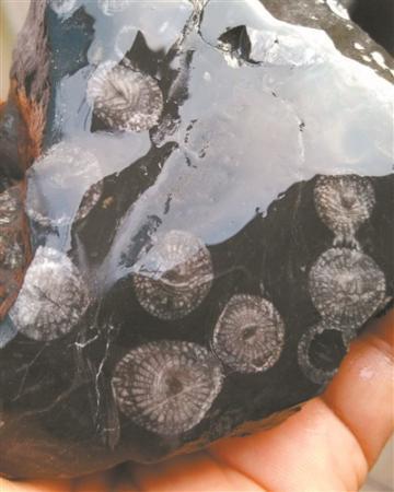 吃货当心！这些不是冷藏的贝类 它们已经3亿岁了