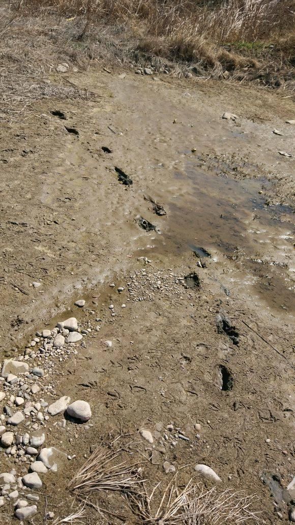 父子河边钓鱼,烂泥滩捕获一窝杂鱼,回家老婆一顿臭骂