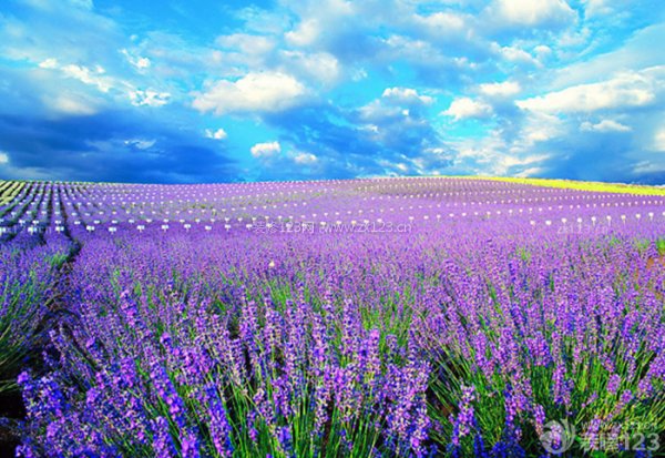 熏衣草什么时候开花