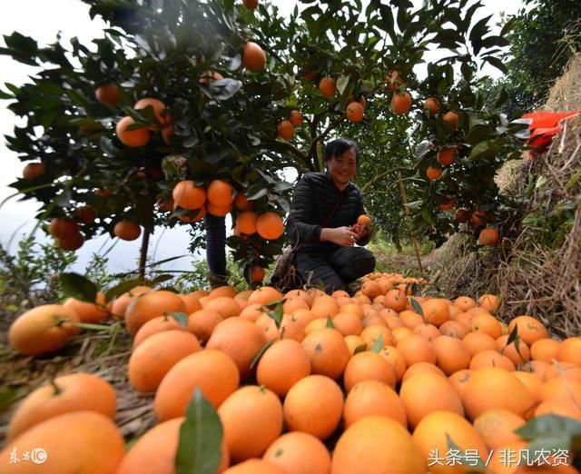 脐橙多少钱一斤?农村种一亩大约能赚多少钱?
