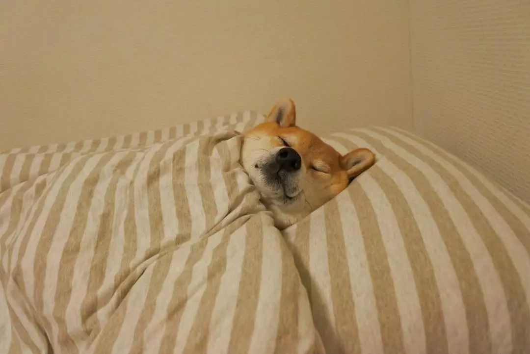 柴犬电脑壁纸图片大全_柴犬高清电脑萌图片_微信公众号文章 柴犬电脑壁纸图片大全_柴犬高清电脑萌图片_微信公众号文章