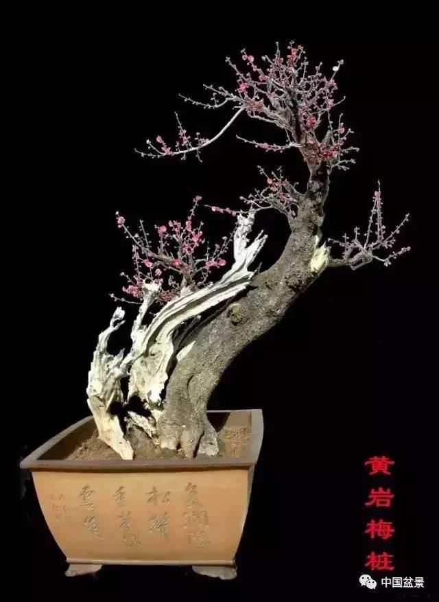 敌寒梅,可爱他乡独看来为忆故溪千万树,几年辜