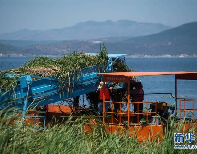 云南通海大规模打捞杞麓湖水生植物残体