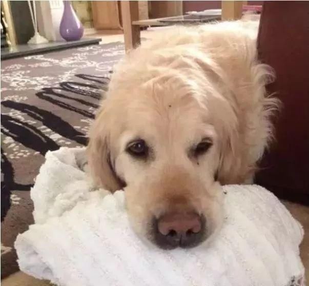 10岁金毛狗狗把最喜欢的毛巾送给了客人,主人
