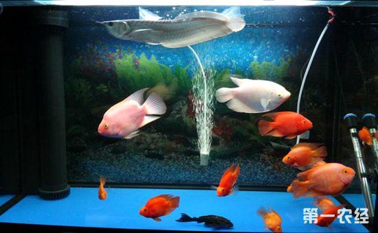 银龙鱼可以混养吗?可以与银龙鱼混养的鱼类和