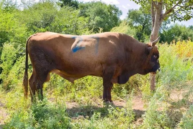 图们江畔牤牛争霸 斗牛场内押宝得奖