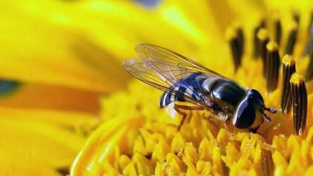 蜂蜜其实是蜜蜂的呕吐物?蜂蜜可以治咳嗽?关