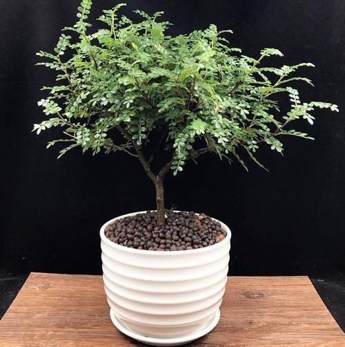 清香木驱蚊草阳台植物盆载 作为盆栽也很美观,装点客厅,看着也舒服