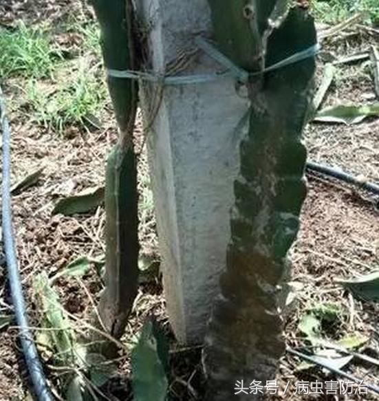 火龙果茎腐病:从发病原因到综合管理方案