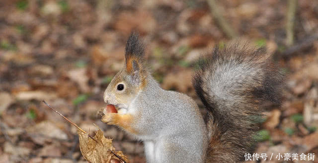 松鼠最爱吃的食物,外形神似板栗,虽不能生吃,但