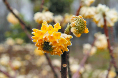 月季修剪残花方法 t016aab6515ebc044fb.png?size=399x266