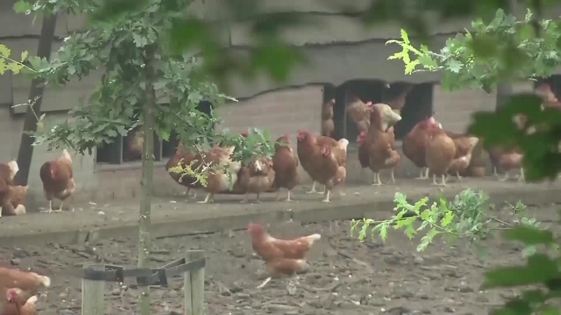 美国多地再现禽流感疫情　引起全美暴发担忧