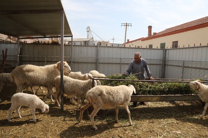 全市种羊选美大赛将在临河举行