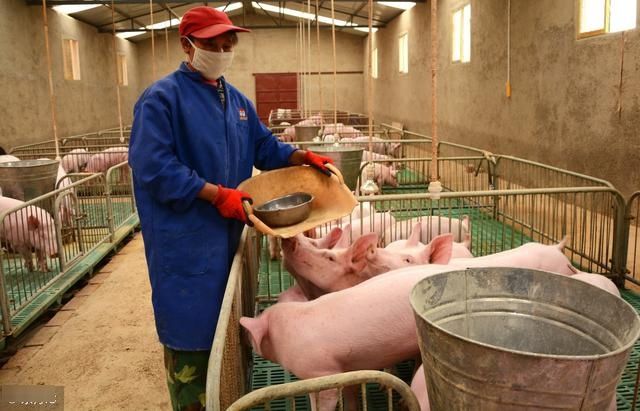 养殖业禁养?农村家庭养殖养多少只不在禁养范