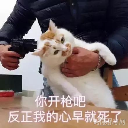 网红猫楼楼去世 网友:你永远是大家的小可爱 网红猫楼楼去世 网友:你永远是大家的小可爱