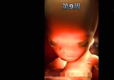 高清图片还原胎儿在妈妈肚子里的发育全过程,