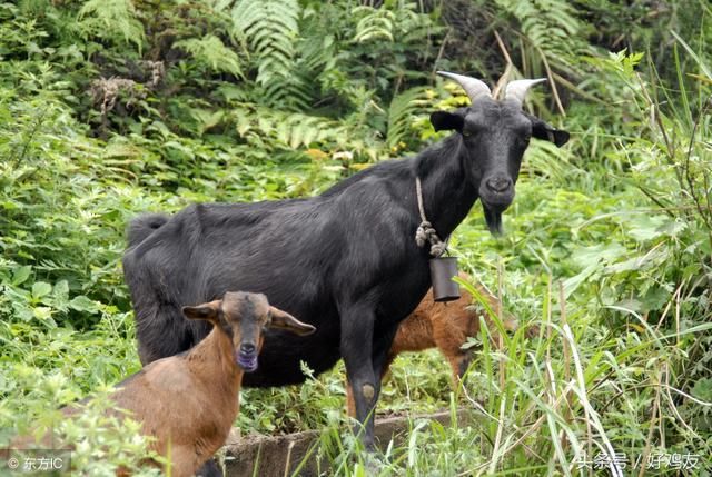 黑山羊和白山羊有什么区别?黑山羊和白山羊哪