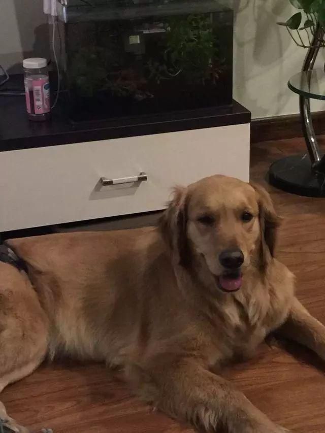 小偷入室盗窃被狗咬伤 反咬一口要求主人赔5