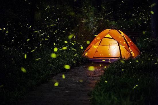 我国萤火虫正面临灭绝 被拉到城市可能活不过3天 我国萤火虫正面临灭绝 被拉到城市可能活不过3天