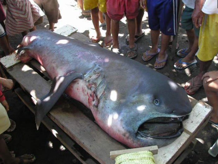 海边渔村来了一条大嘴鱼,村民直呼今年要发大财了