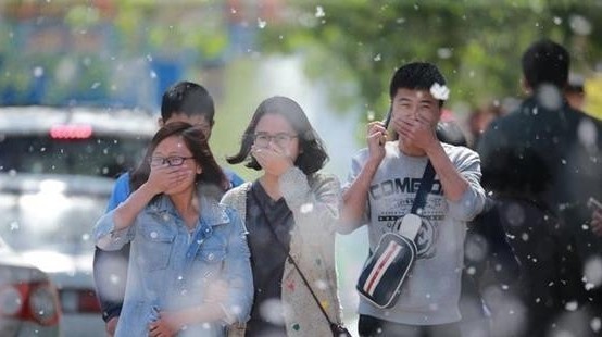 柳絮杨絮又来了,这份应对宝典请您查收→ 柳絮杨絮又来了,这份应对宝典请您查收→