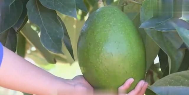 一个牛油果2斤重,广西人培育的新品种,营养价