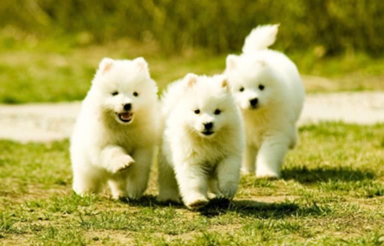 盘点超级可爱的狗狗萌图,汪星人:看什么看,再看