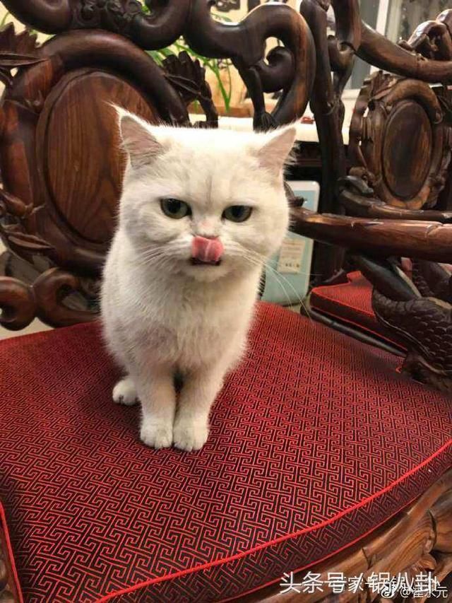 崔永元借安娜发声,对冯小刚、刘震云、范冰冰