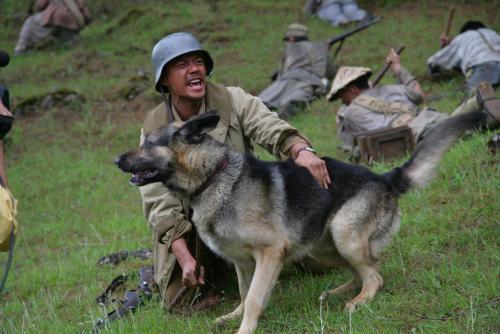 嘲諷中國軍犬進化一萬年都比不上日本狼青 結果見面被咬死