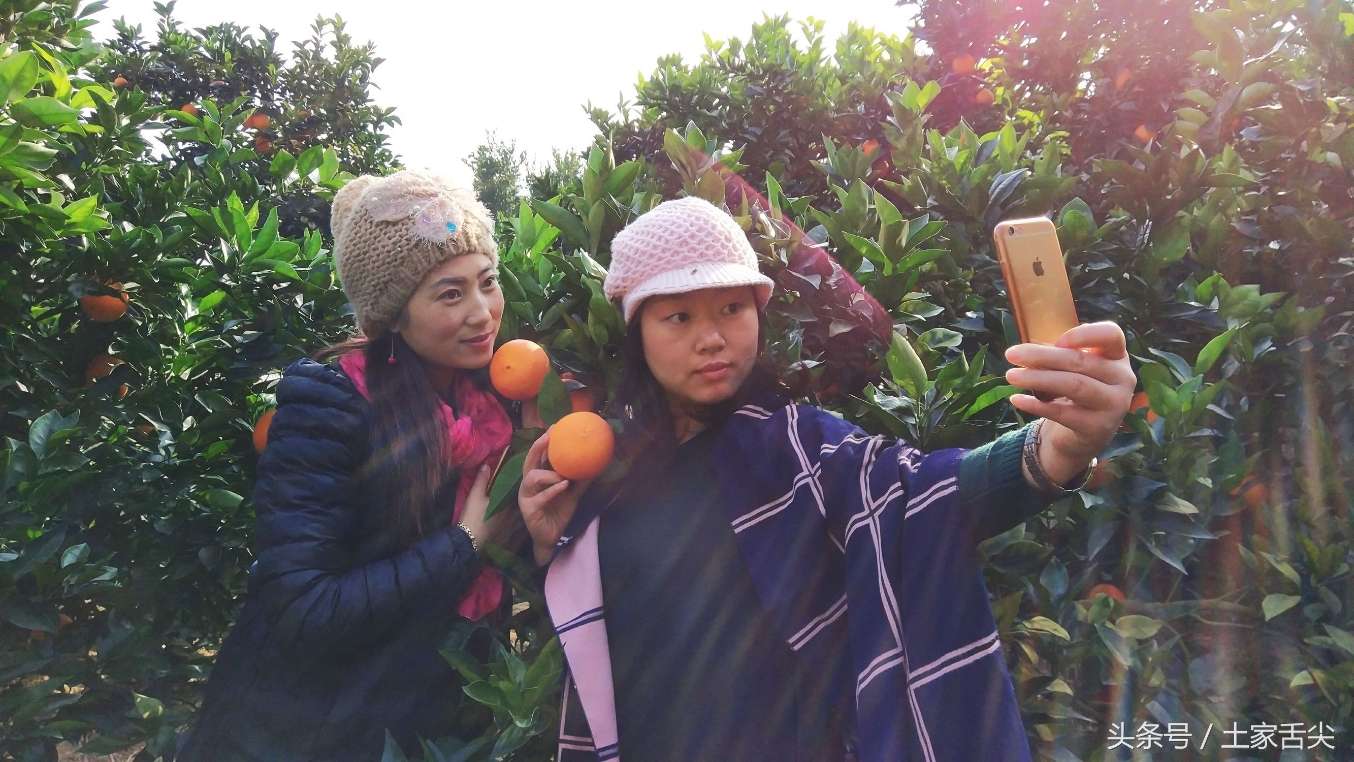 出产于长阳清江椪柑原产地岩松坪的纽荷尔圆红