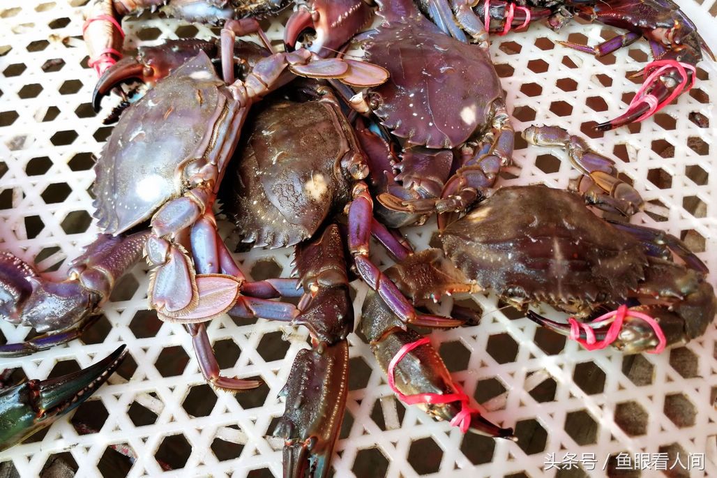 梭子蟹超越海参鲍鱼成市场最贵海鲜 春季最高