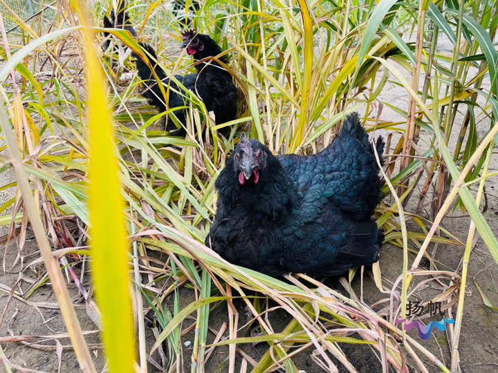 黑肉,黑骨和黑内脏之五黑特征,因它的蛋外壳为绿色,又叫五黑一绿鸡