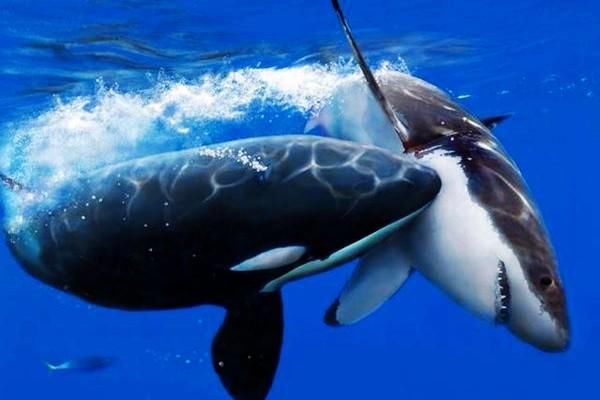 虎鲸vs大白鲨,同为海洋霸主的它们谁更狠?